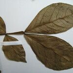 Inga brachystachys Otro