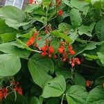 Phaseolus coccineus Fleur