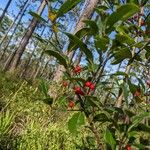 Ilex cassine Fruit