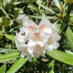 Rhododendron formosanum Blüte