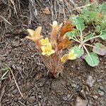 Orobanche fasciculata Hábito