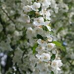 Malus toringo Floare