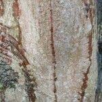 Acer cappadocicum Bark