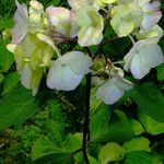 Hydrangea heteromalla Kvet