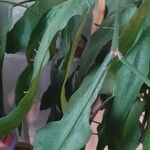 Epiphyllum hookeri ഇല