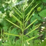 Cardamine impatiens Frukt