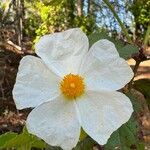 Cistus populifolius Flower