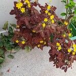 Oxalis hedysaroides Hábito