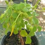 Oxalis megalorrhiza Hoja