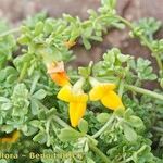 Lotus glaucus その他の提案