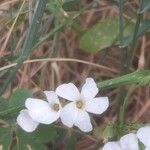 Oxalis incarnata Žiedas