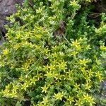 Sedum acre List