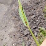 Setaria viridis Corteza