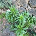 Echium strictum Листок