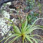 Lomandra insularis Costuma