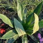 Eryngium elegans Leaf