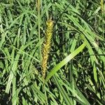 Carex lacustris Costuma