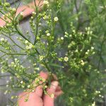 Conyza canadensis Flower