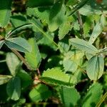 Trifolium badium Yaprak
