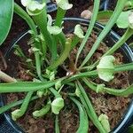 Sarracenia purpurea Lehti