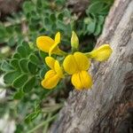 Coronilla vaginalis Flower