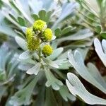 Artemisia thuscula Leaf