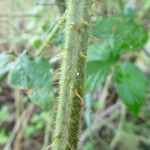 Rubus praticolor Outro