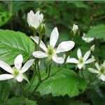 Rubus ursinus Flower