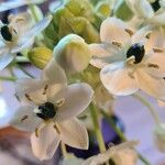 Ornithogalum arabicum Цветок