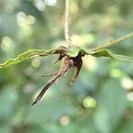 Bolbitis acrostichoides Leaf