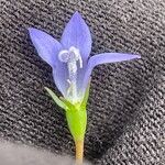 Wahlenbergia marginata Flower