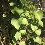 Aristolochia tomentosa Leaf