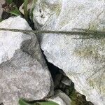 Molinia caerulea Kvet
