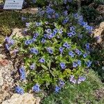 Glandora oleifolia Cvet