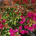 Bougainvillea glabraFlor