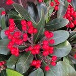 Skimmia japonica Frutto