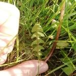 Taraxacum braun-blanquetii Leaf