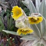 Espeletia pycnophylla Flor