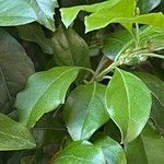 Duranta erecta Likasa