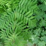 Osmunda regalis Blad