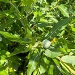 Salix eriocephala Leaf