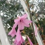 Watsonia marginata Blüte