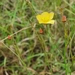 Linum volkensii Inny