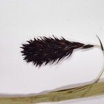 Carex atrofusca Kukka