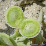 Dithyrea californica Плод