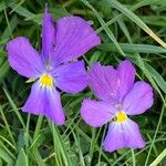 Viola calcarata Flor