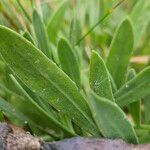 Dimorphotheca jucunda Yaprak