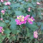 Lantana camaraFloro