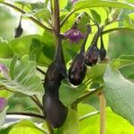 Solanum melongena Anders