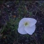 Oenothera tetraptera Flower